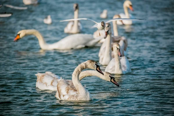 Vogels van de zee — Stockfoto