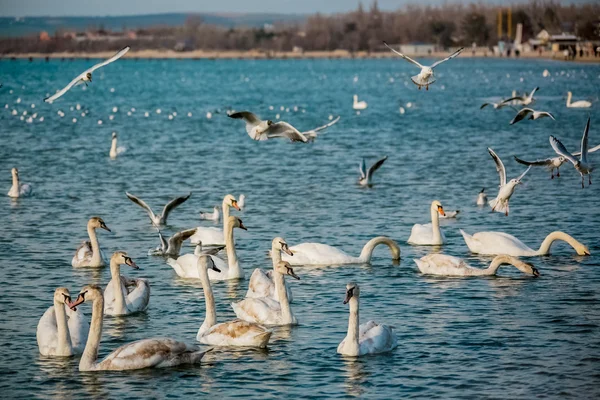 Vögel des Meeres — Stockfoto