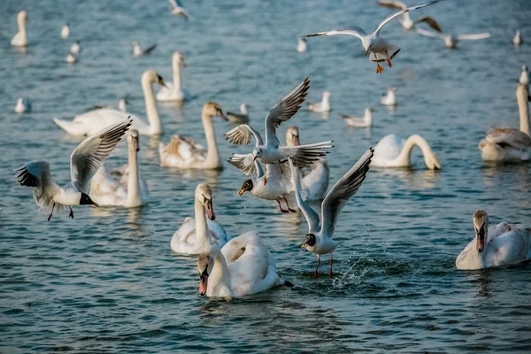 Aves do mar — Fotografia de Stock