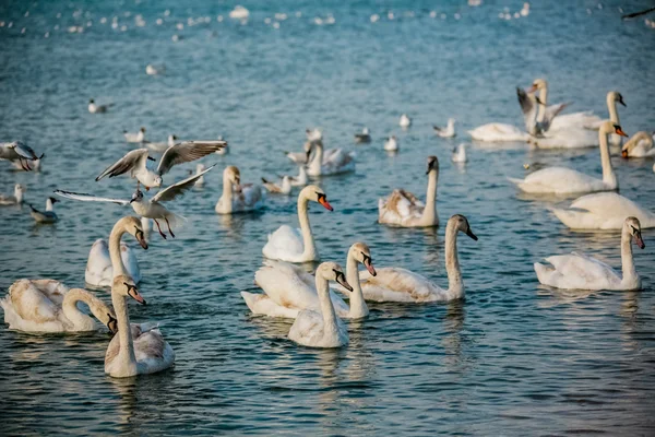 Vogels van de zee — Stockfoto