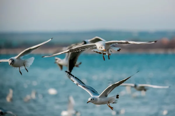 Vogels van de zee — Stockfoto