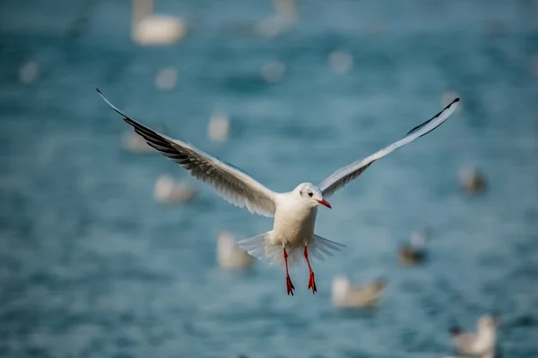 Vogels van de zee — Stockfoto