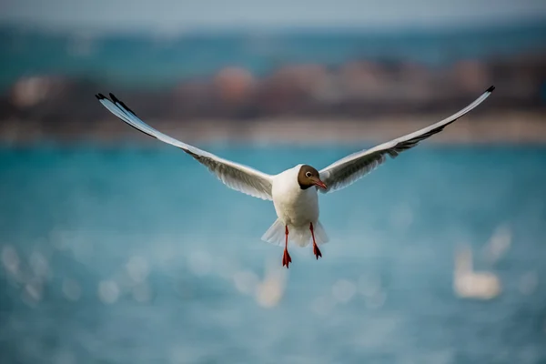 Birds of the sea — Stock Photo, Image