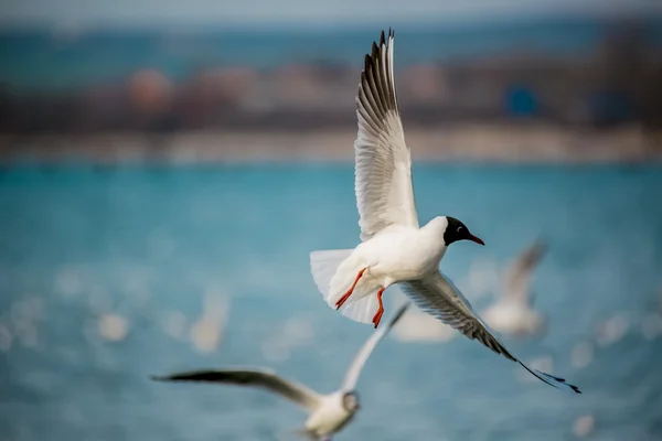 Aves do mar — Fotografia de Stock