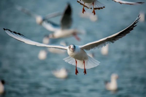 Vogels van de zee — Stockfoto
