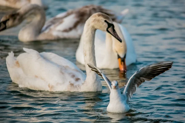 Birds of the sea — Stock Photo, Image