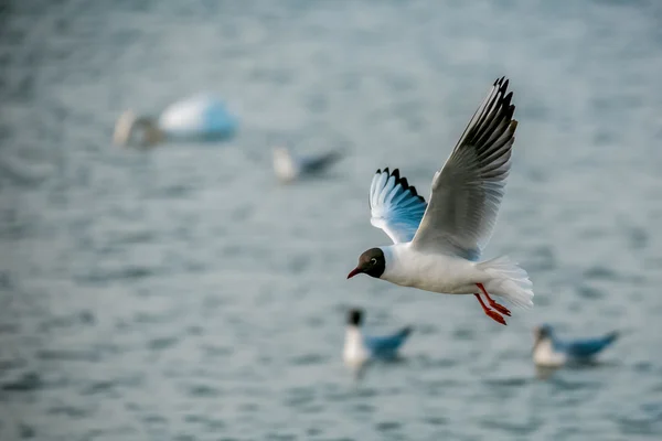 Birds of the sea — Stock Photo, Image