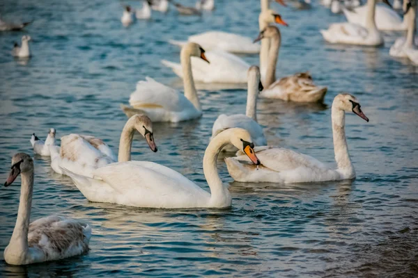 Vogels van de zee — Stockfoto