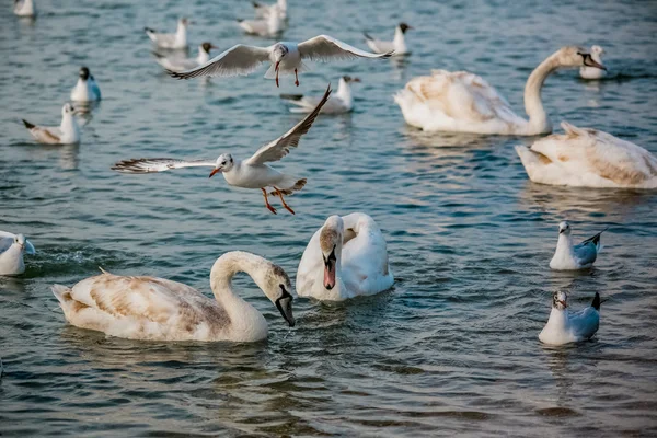 Birds of the sea — Stock Photo, Image