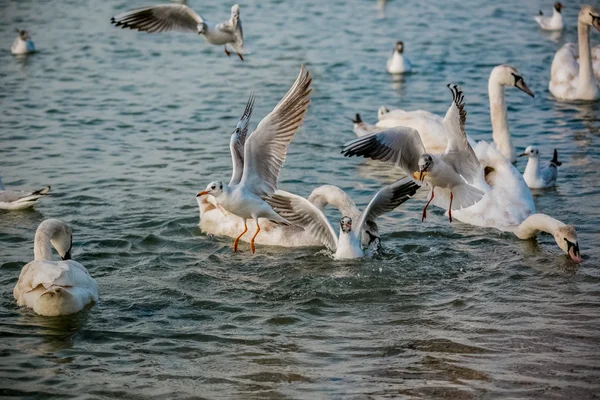 Aves do mar — Fotografia de Stock