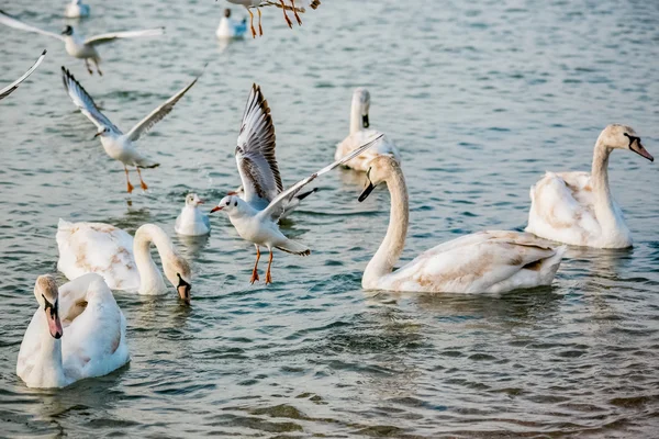 Vogels van de zee — Stockfoto