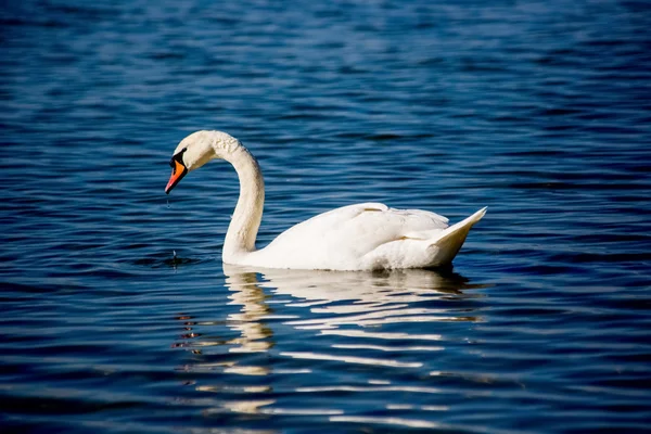 Cisnes y gaviotas en el mar — Foto de Stock