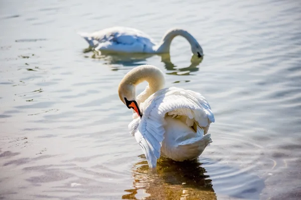 Swans and seagulls on the sea — Stock Photo, Image