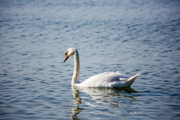 Kuğu ve denizde martılar