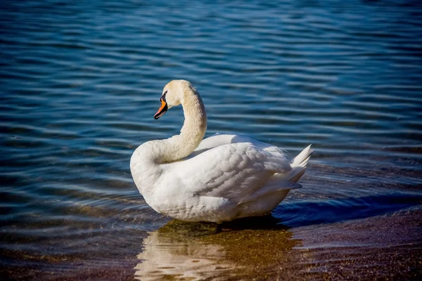 Cisnes y gaviotas en el mar — Foto de Stock