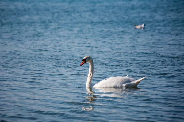 Zwanen en meeuwen op de zee — Stockfoto