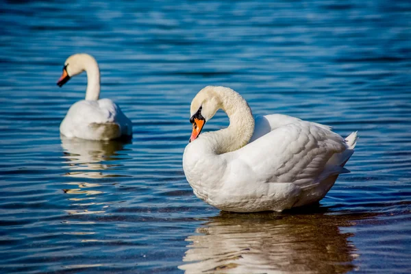 白鳥と海のカモメ — ストック写真