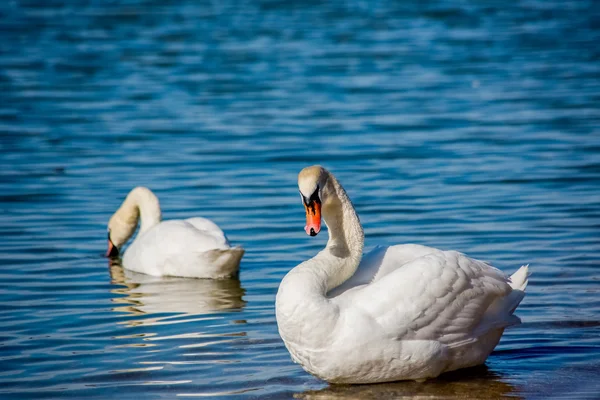 Swans and seagulls on the sea — Stock Photo, Image