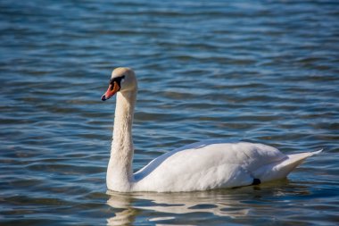 Kuğu ve denizde martılar
