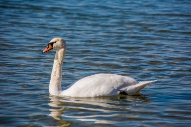Kuğu ve denizde martılar