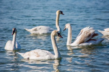 Kuğu ve denizde martılar