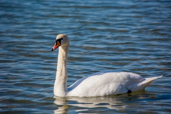 Kuğu ve denizde martılar