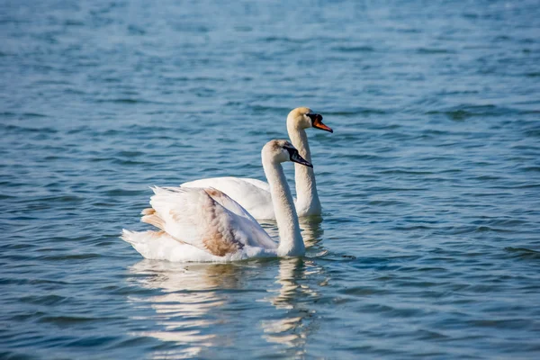 Kuğu ve denizde martılar