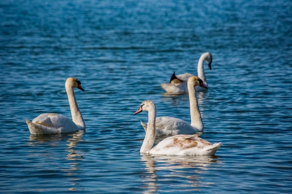 Kuğu ve denizde martılar