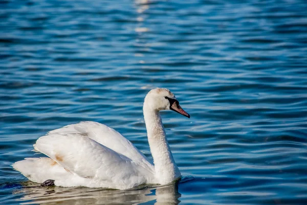 Swans and seagulls on the sea — Stock Photo, Image