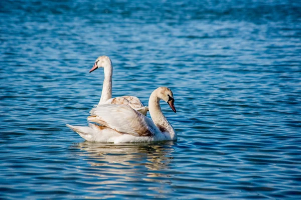 Swans and seagulls on the sea — Stock Photo, Image