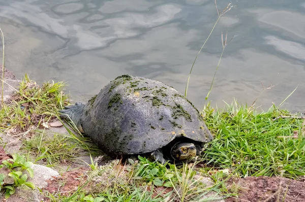 Pattaya Tayland seyahat
