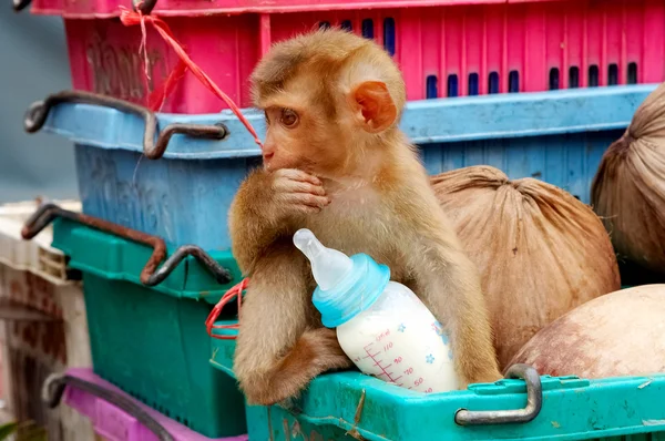 Pattaya Tayland seyahat