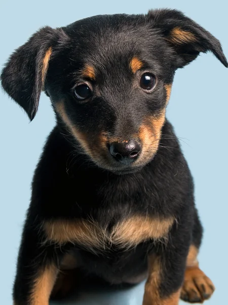 Schattige puppy, geïsoleerd op lichte blauwe achtergrond — Stockfoto