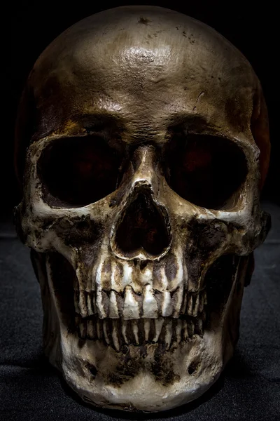 Crânio humano em exposição Imagens De Bancos De Imagens Sem Royalties