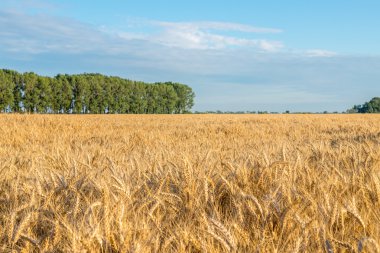Büyük altın buğday alan yaz gün batımında küçük orman altında