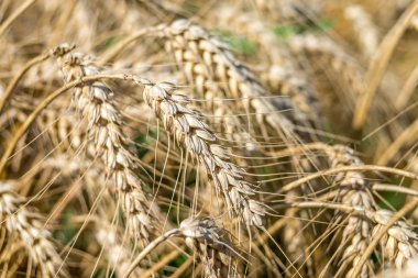Güzel kuru buğday kulağıma sıcak yaz günü