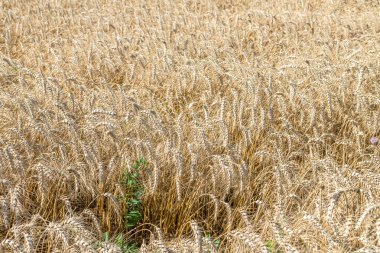 Sıcak yaz alanında altın kuru buğday