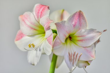 Güneş ışığı altında closeup Amarylis çiçeği