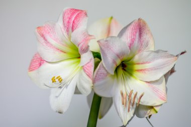 Güneş ışığı altında closeup Amarylis çiçeği