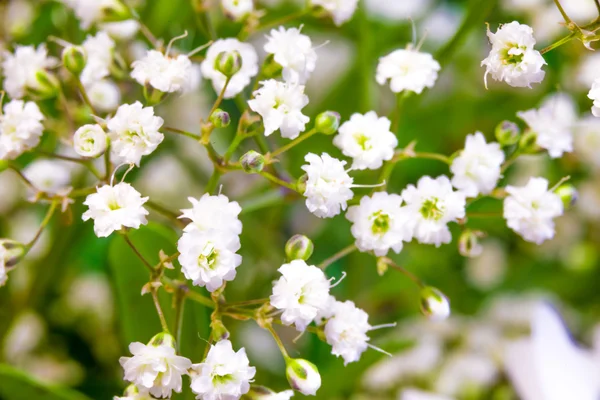 Baby breath flowers closeup — Stock Photo, Image