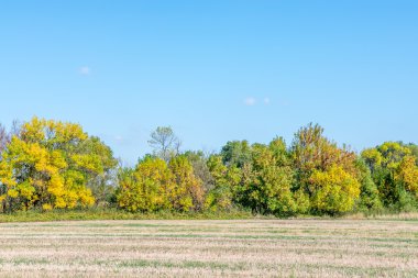 Slovakya sonbahar önce küçük forrest