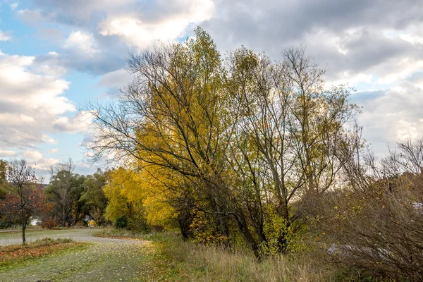 Árvore Bordo Amarelo Perto Estacionamento Outono — Fotografia de Stock
