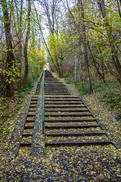 Longas Escadas Concreto Parque Forrest Outono Coberto Por Folhas — Fotografia de Stock
