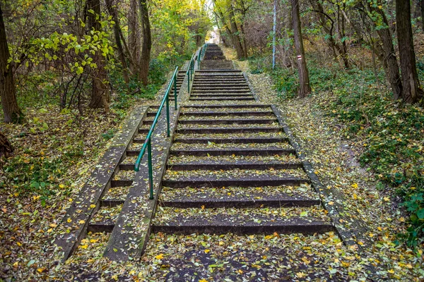 포레스트 공원에 의해 보호 하는을 긴 콘크리트 계단 leafs — 스톡 사진