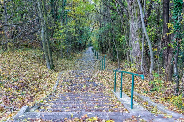 Leafs Dlouhé Betonové Schody Forrest Park Podzim Vztahuje — Stock fotografie