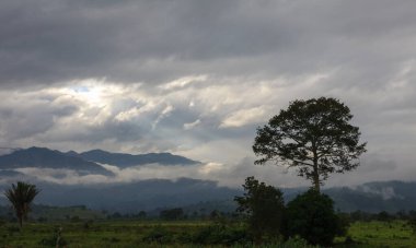  Honduras sınırında büyük bir ağaç.
