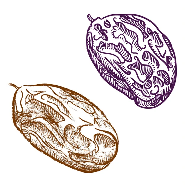 Raisins dessinés à la main. Illustration vectorielle Graphismes Vectoriels