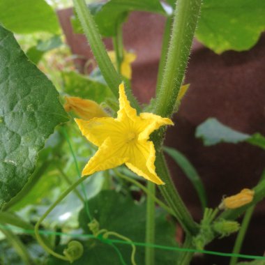 Küçük sarı çiçek inanılmaz güzel