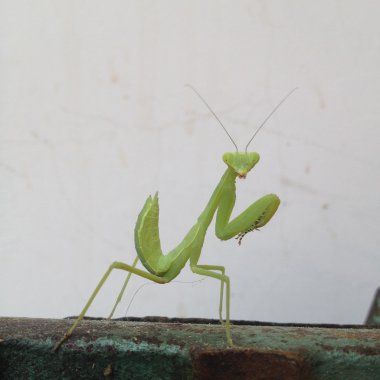 Yeşil peygamber devesi