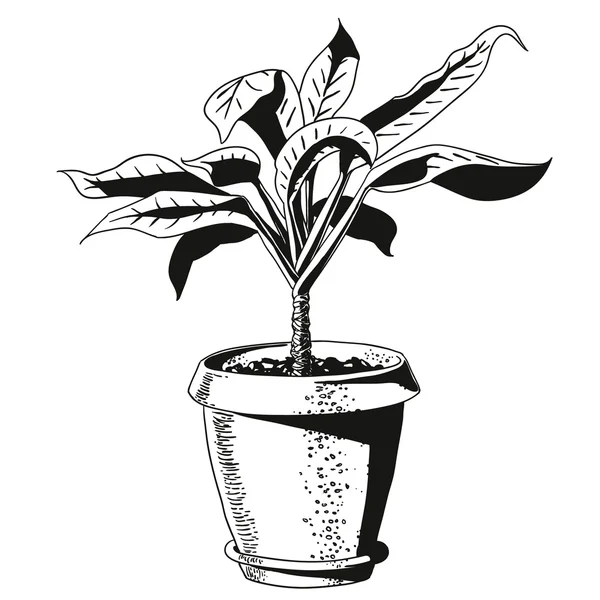 Flor em um vaso de plantas. vetor — Vetor de Stock